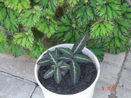 [Foto de planta, jardin, jardineria]