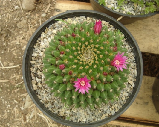 [Foto de planta, jardin, jardineria]