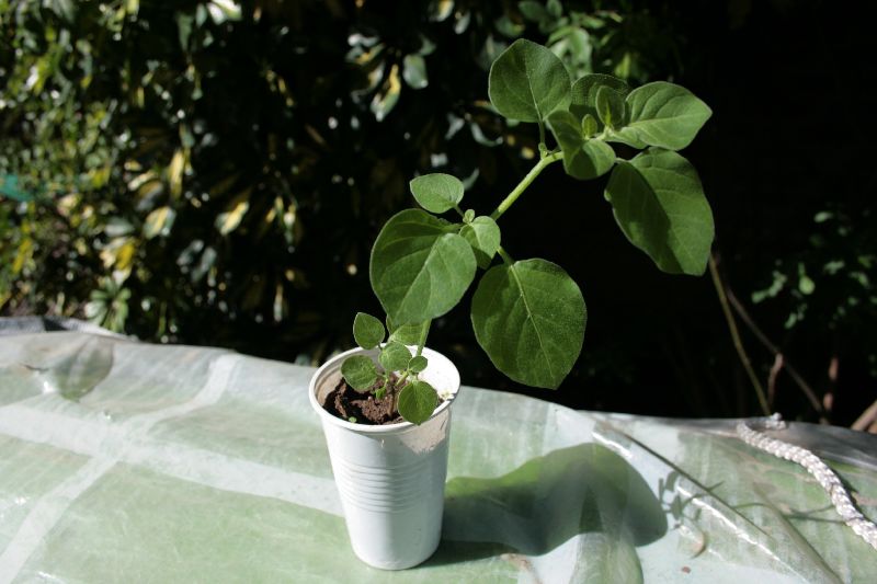 [Foto de planta, jardin, jardineria]