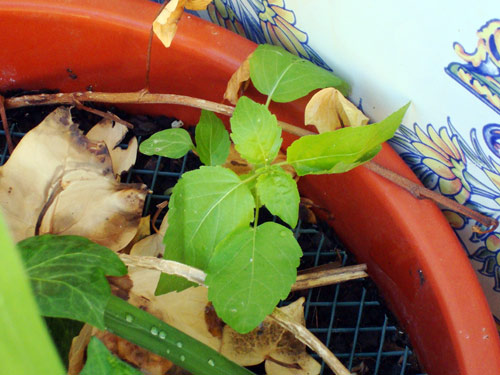 [Foto de planta, jardin, jardineria]