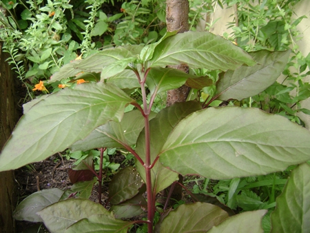 [Foto de planta, jardin, jardineria]