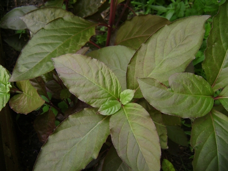 [Foto de planta, jardin, jardineria]