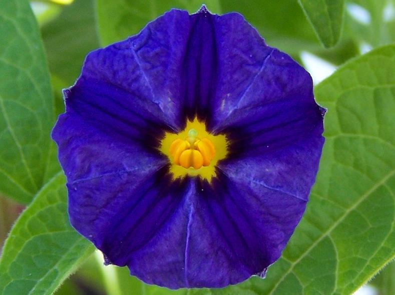[Foto de planta, jardin, jardineria]