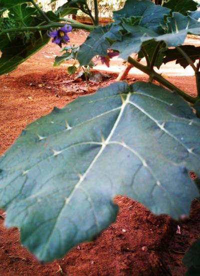 [Foto de planta, jardin, jardineria]