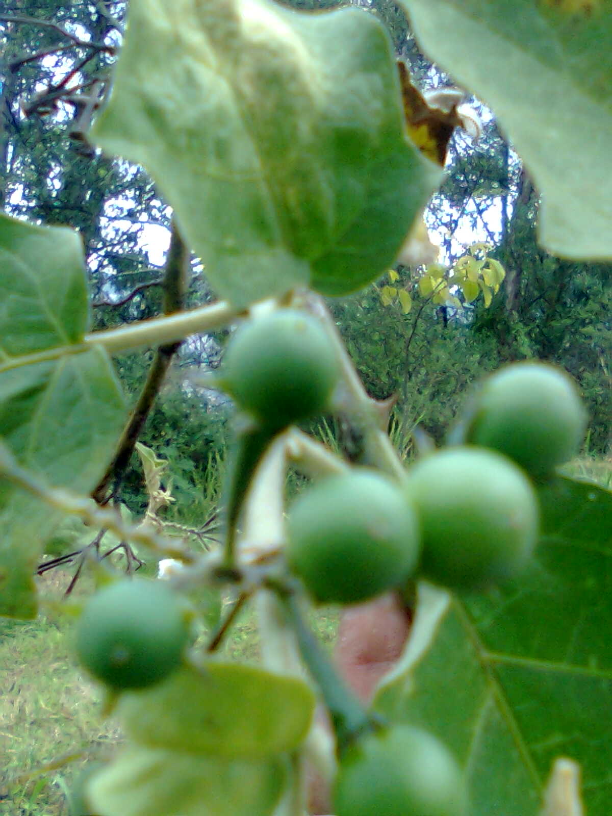 [Foto de planta, jardin, jardineria]