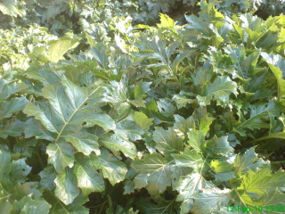 [Foto de planta, jardin, jardineria]