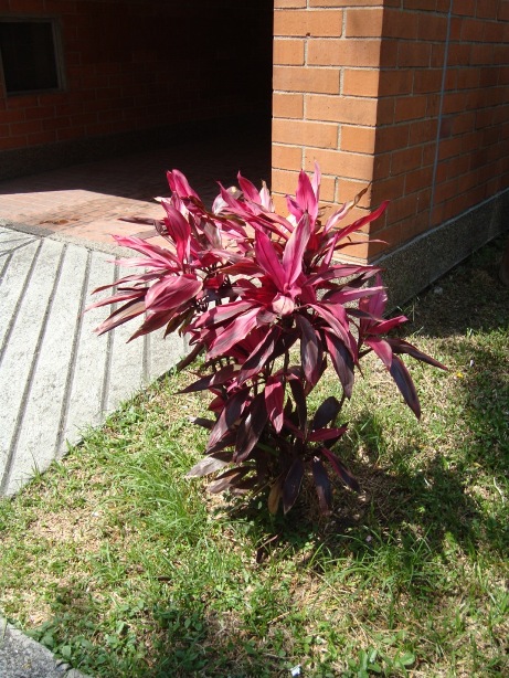 [Foto de planta, jardin, jardineria]