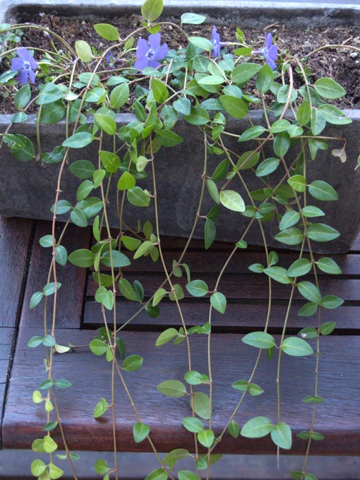 [Foto de planta, jardin, jardineria]