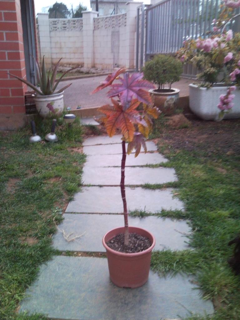 [Foto de planta, jardin, jardineria]