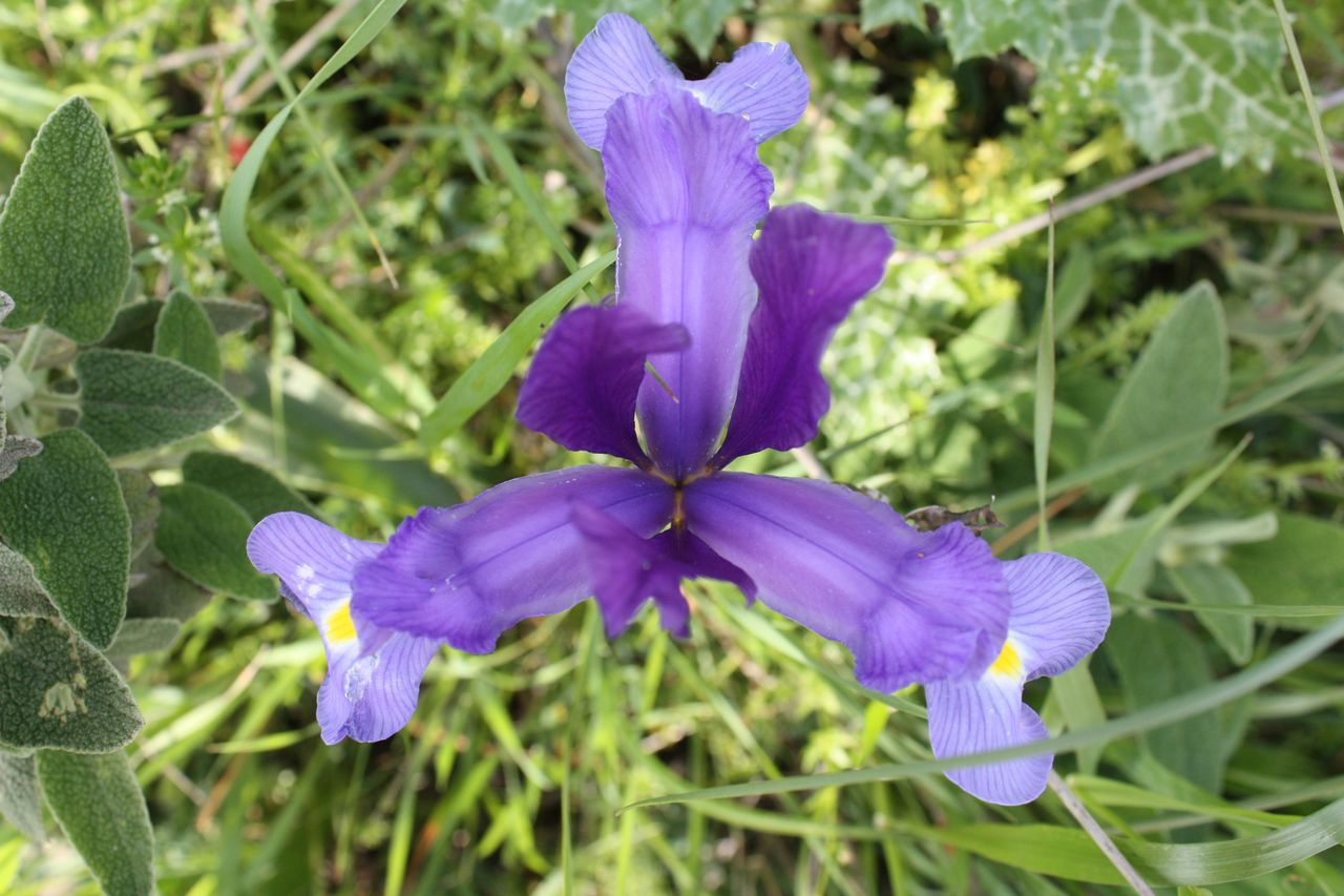 [Foto de planta, jardin, jardineria]