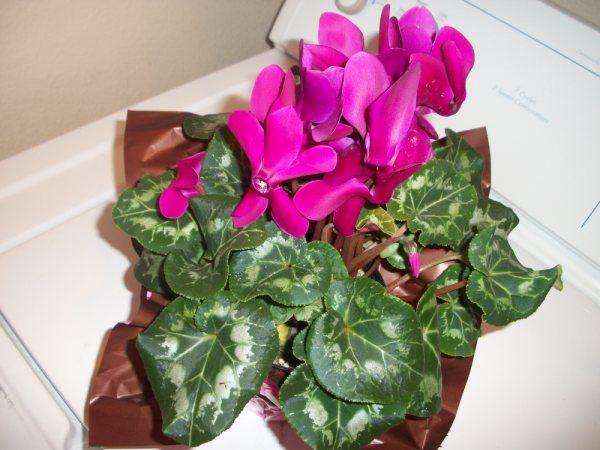 [Foto de planta, jardin, jardineria]