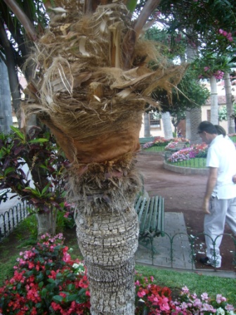 [Foto de planta, jardin, jardineria]