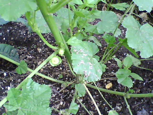 [Foto de planta, jardin, jardineria]