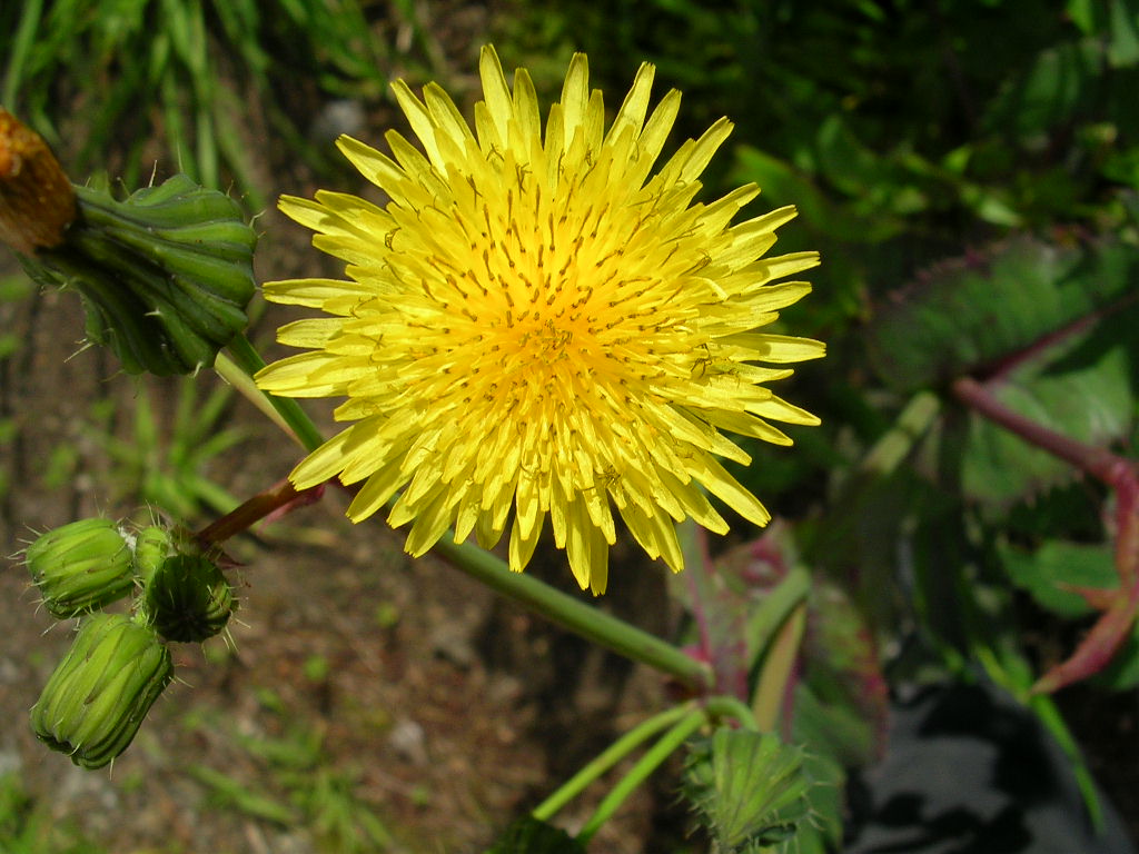 [Foto de planta, jardin, jardineria]