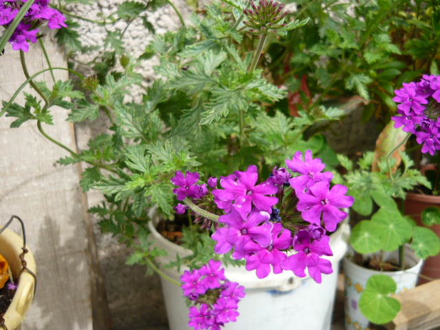 [Foto de planta, jardin, jardineria]