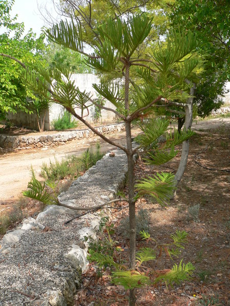 [Foto de planta, jardin, jardineria]