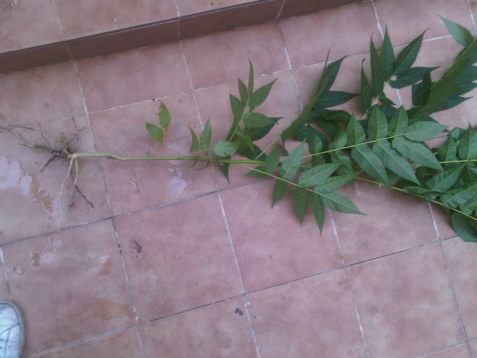 [Foto de planta, jardin, jardineria]