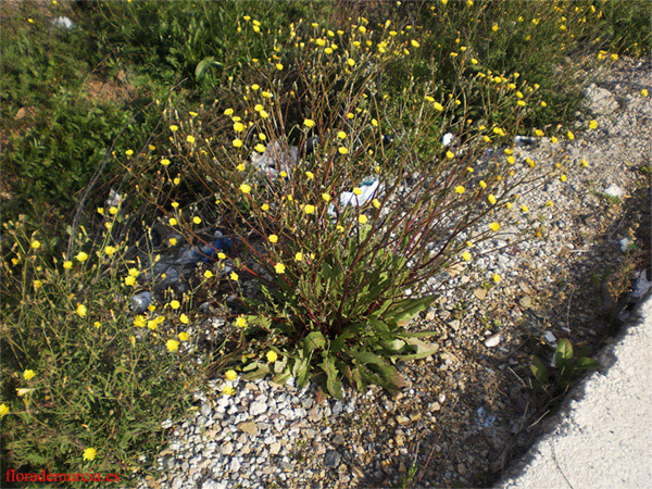 [Foto de planta, jardin, jardineria]