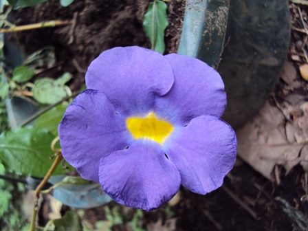 [Foto de planta, jardin, jardineria]