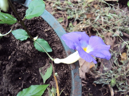 [Foto de planta, jardin, jardineria]