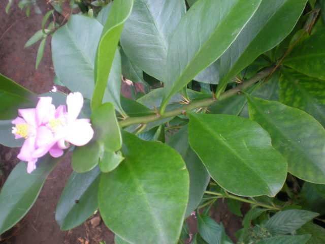 [Foto de planta, jardin, jardineria]
