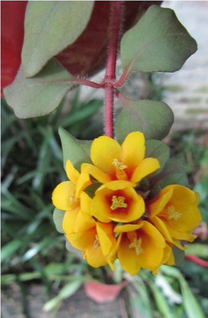 [Foto de planta, jardin, jardineria]