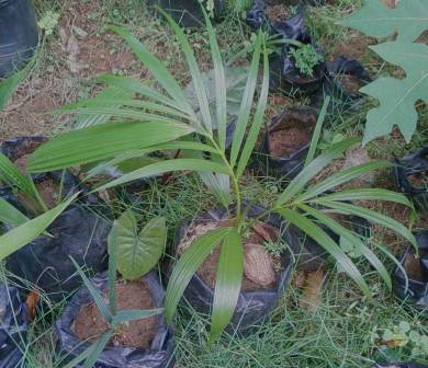 [Foto de planta, jardin, jardineria]