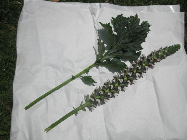 [Foto de planta, jardin, jardineria]