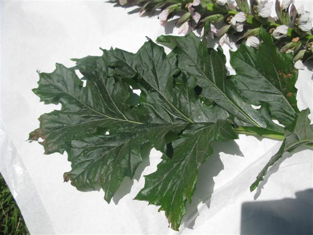 [Foto de planta, jardin, jardineria]
