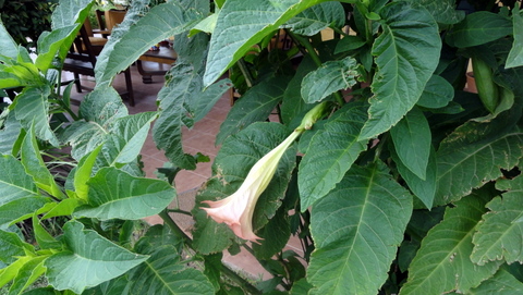 [Foto de planta, jardin, jardineria]