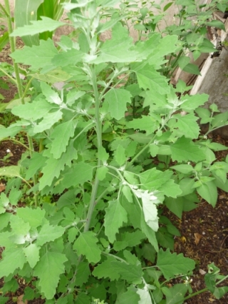 [Foto de planta, jardin, jardineria]