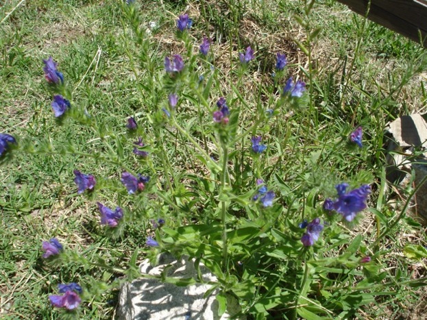[Foto de planta, jardin, jardineria]