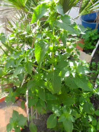 [Foto de planta, jardin, jardineria]
