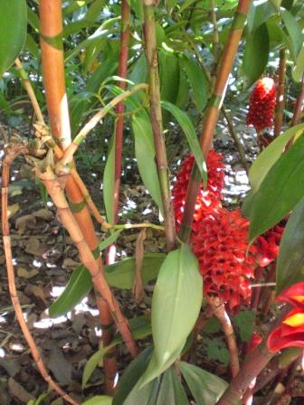[Foto de planta, jardin, jardineria]