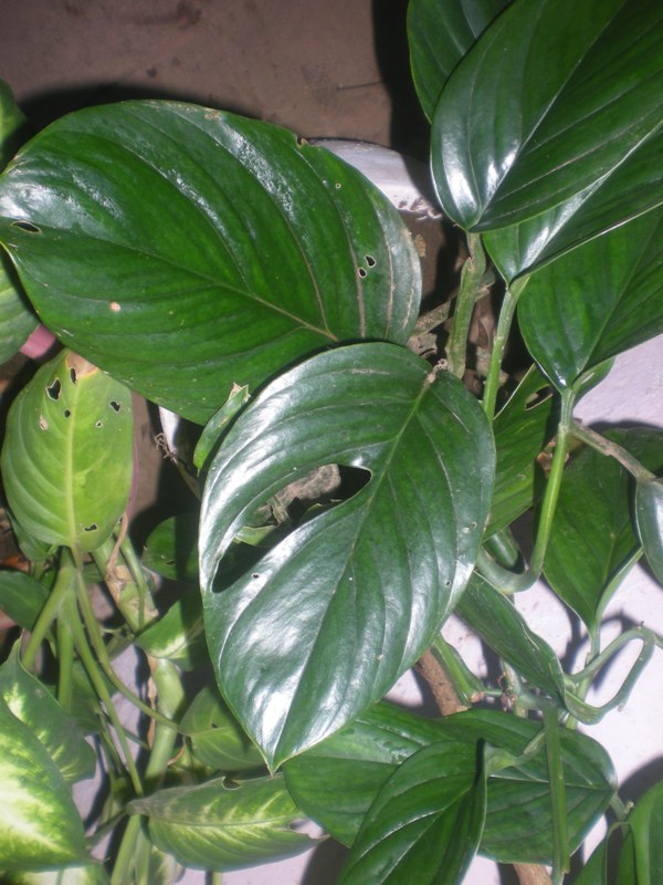 [Foto de planta, jardin, jardineria]