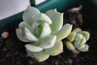 [Foto de planta, jardin, jardineria]
