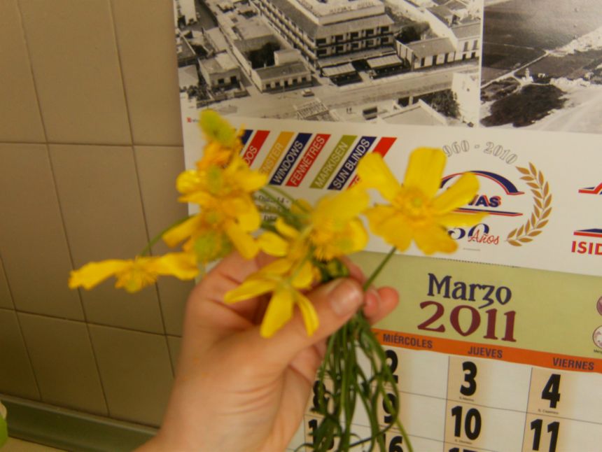 [Foto de planta, jardin, jardineria]