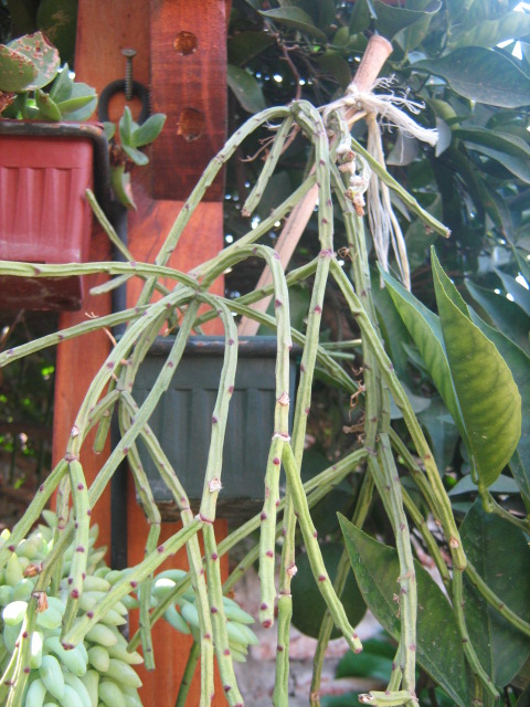 [Foto de planta, jardin, jardineria]