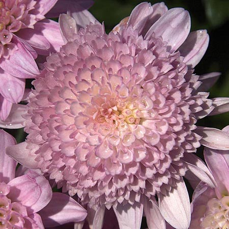 [Foto de planta, jardin, jardineria]