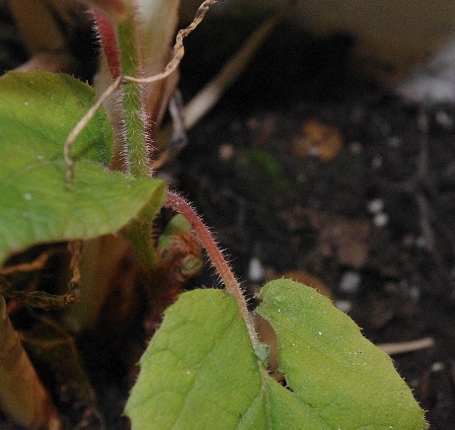 [Foto de planta, jardin, jardineria]