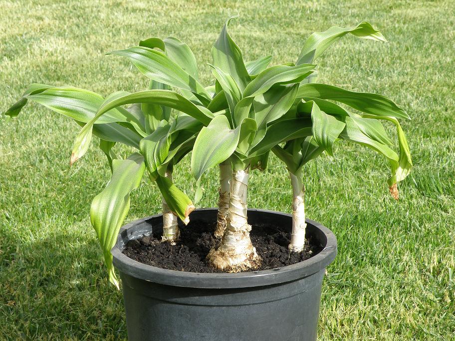 [Foto de planta, jardin, jardineria]