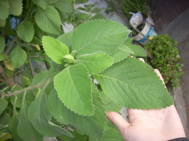 [Foto de planta, jardin, jardineria]