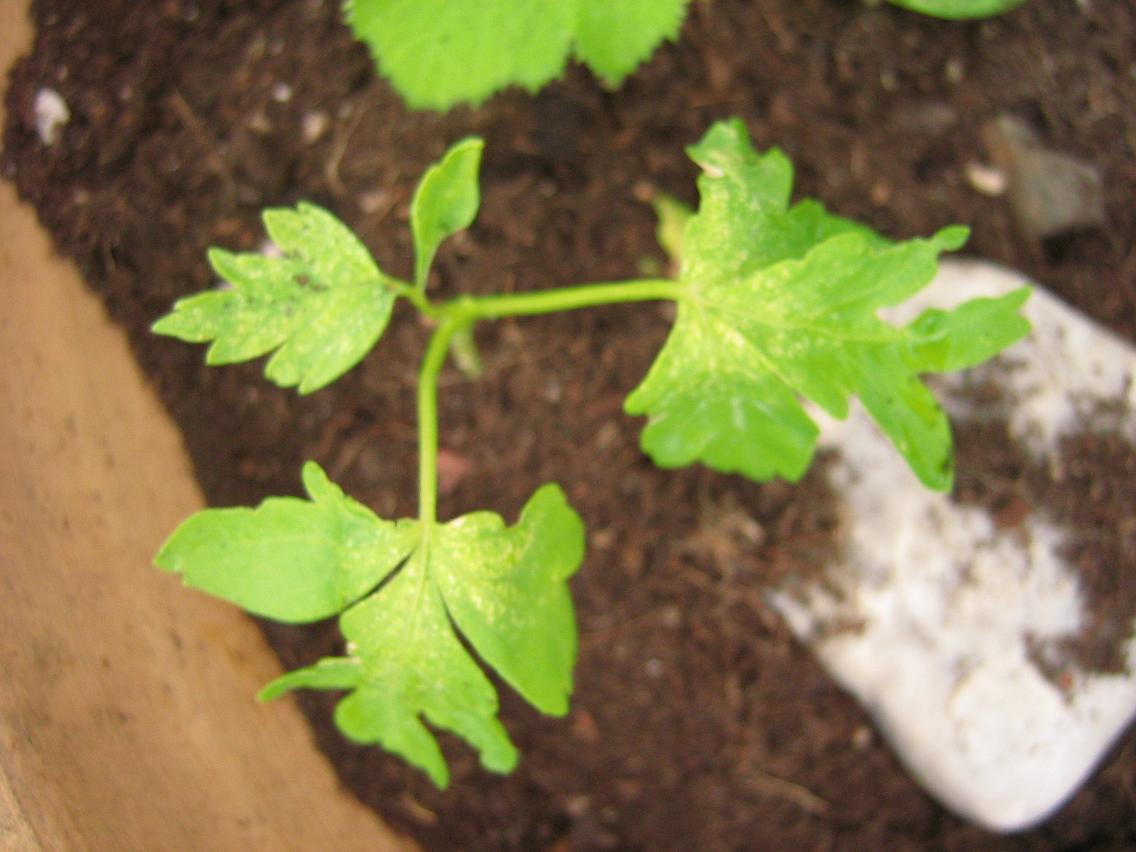 [Foto de planta, jardin, jardineria]