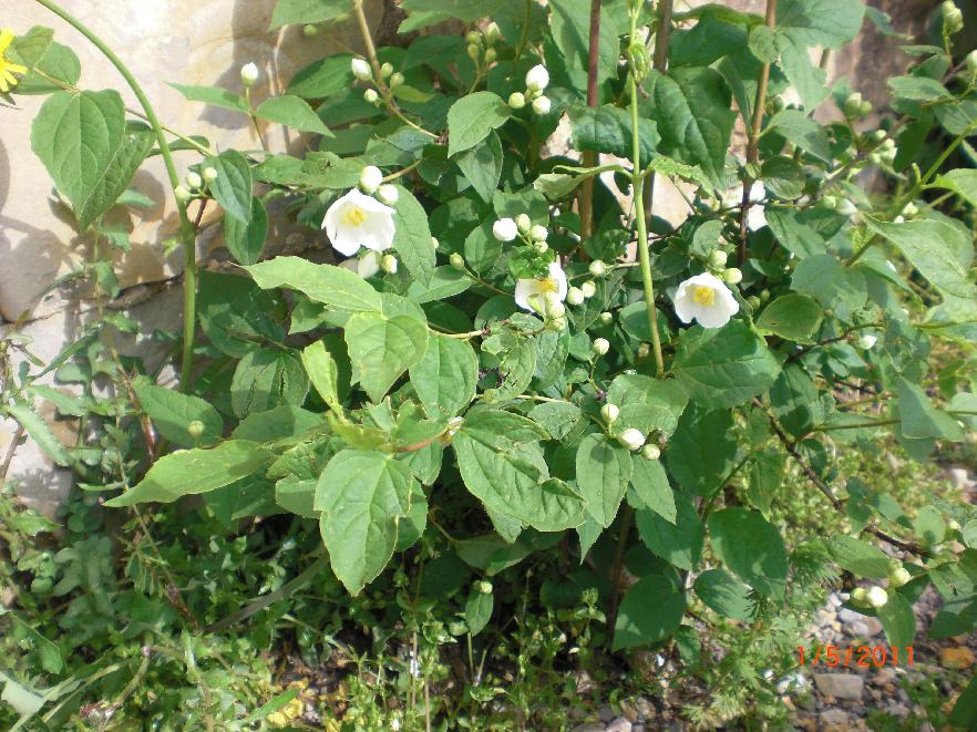 [Foto de planta, jardin, jardineria]