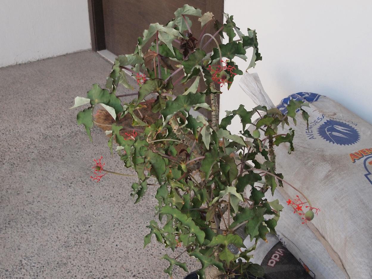 [Foto de planta, jardin, jardineria]