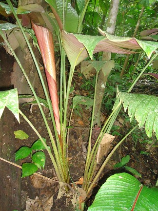 [Foto de planta, jardin, jardineria]