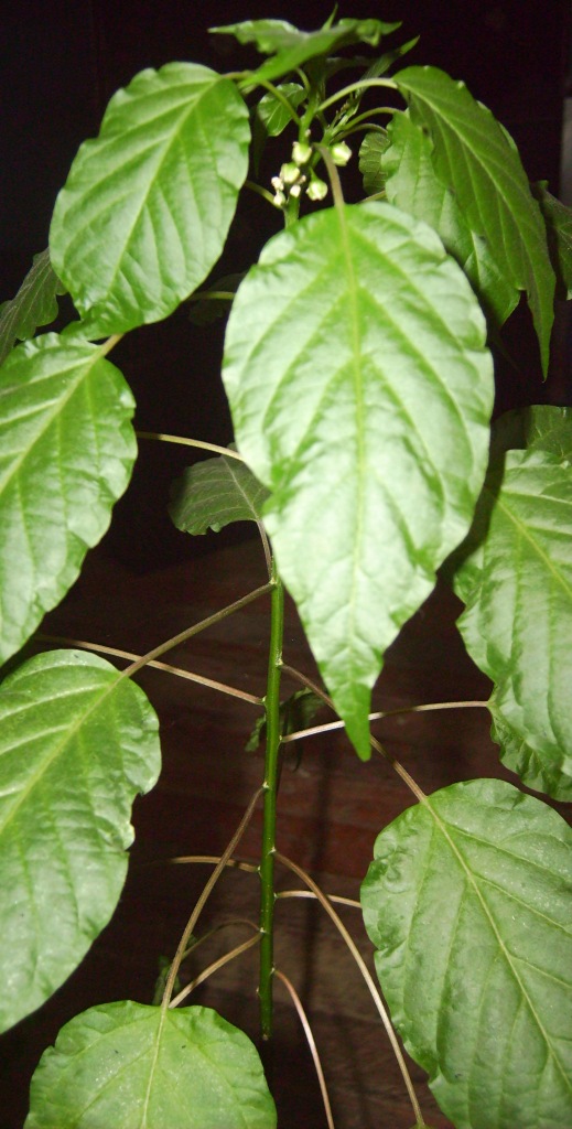 [Foto de planta, jardin, jardineria]