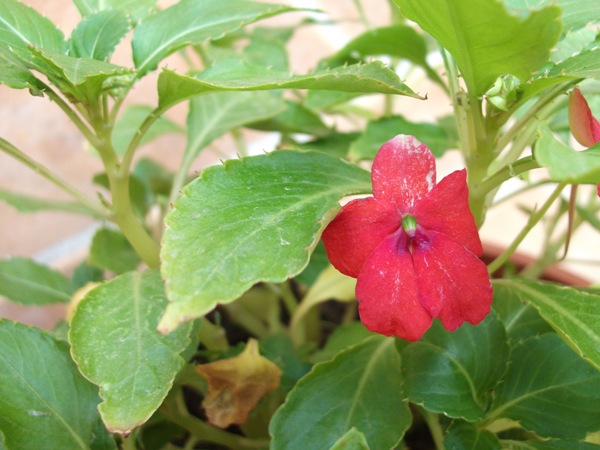 [Foto de planta, jardin, jardineria]