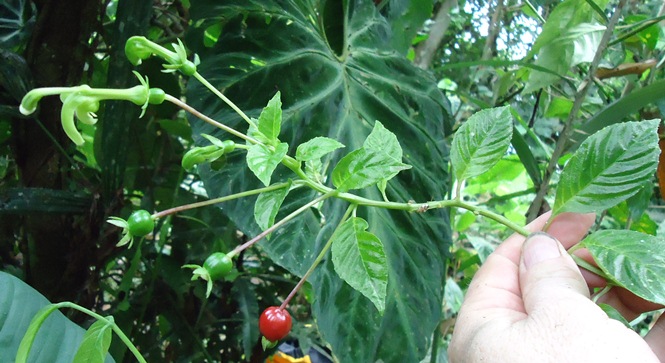 [Foto de planta, jardin, jardineria]