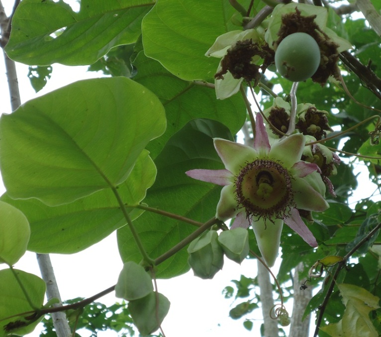 [Foto de planta, jardin, jardineria]